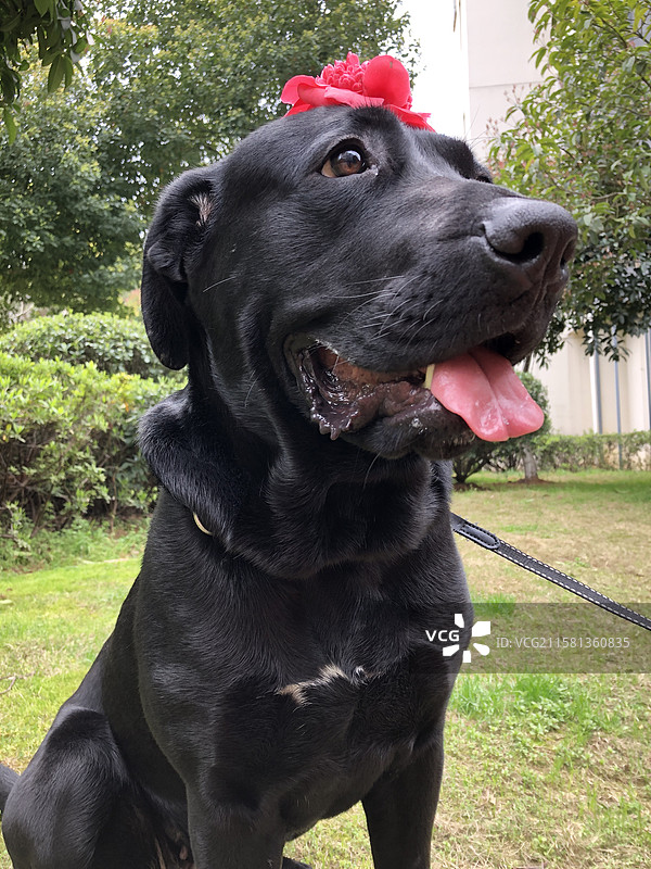 带花的拉布拉多图片素材