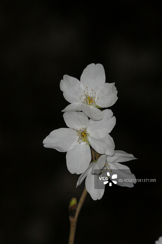 江苏旅游南京文旅珍珠河夜游观赏盛开的樱花多视角组图素材图片素材
