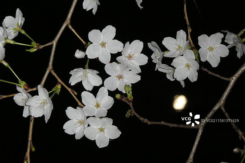 江苏旅游南京文旅珍珠河夜游观赏盛开的樱花多视角组图素材图片素材