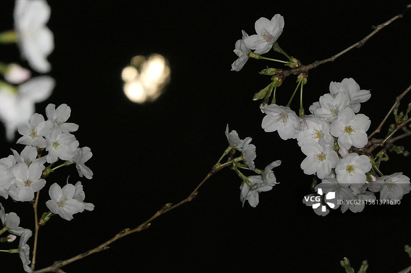 江苏旅游南京文旅珍珠河夜游观赏盛开的樱花多视角组图素材图片素材
