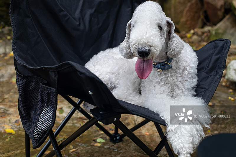 中国家庭宠物拍摄主题，一只白色的可爱的贝灵顿梗犬趴在椅子上，户外白昼无人图像摄影图片素材