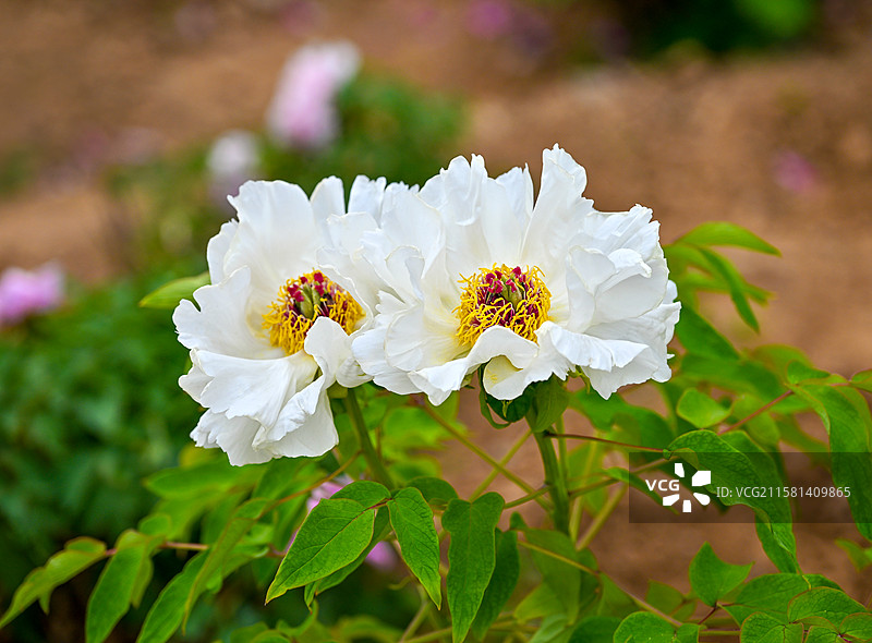 河南省新乡市潞简王墓潞王陵芍药与牡丹图片素材