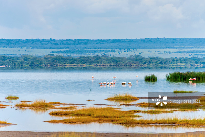 非洲肯尼亚纳库鲁埃尔门泰塔湖的火烈鸟图片素材