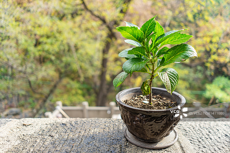 中国野生植物拍摄主题，特写拍摄春天的一簇绣球花和绿色的叶子，户外白昼无人图像摄影图片素材