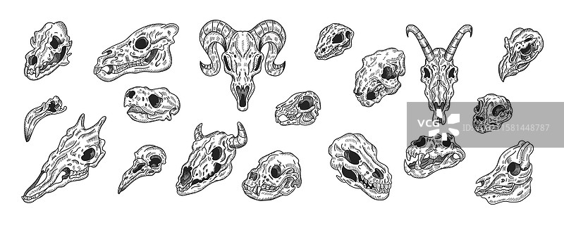 动物头骨 哺乳动物骨架 狗和猫 马图片素材