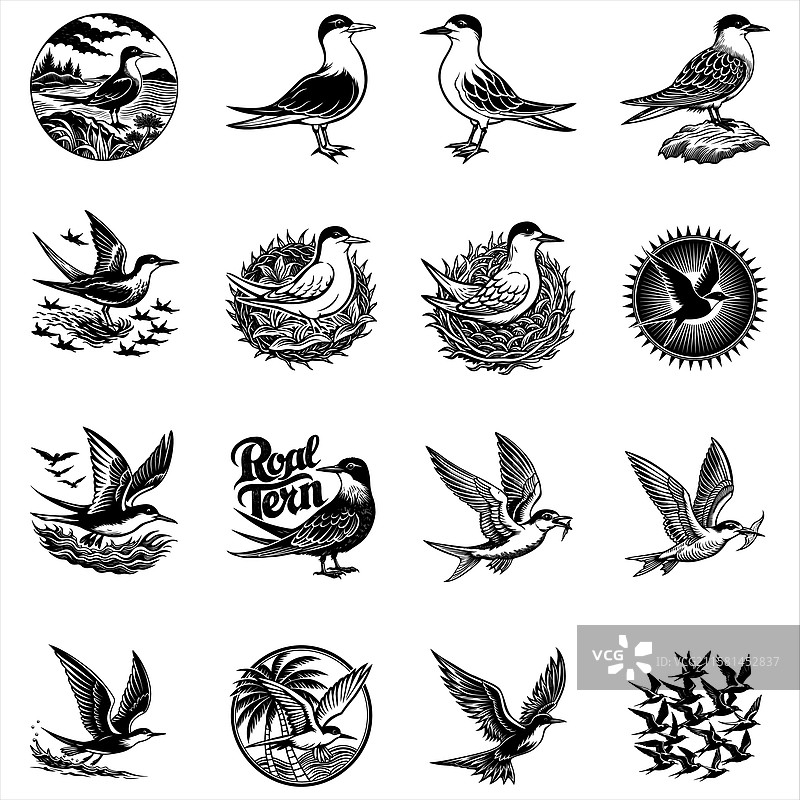 皇家燕鸥图片素材