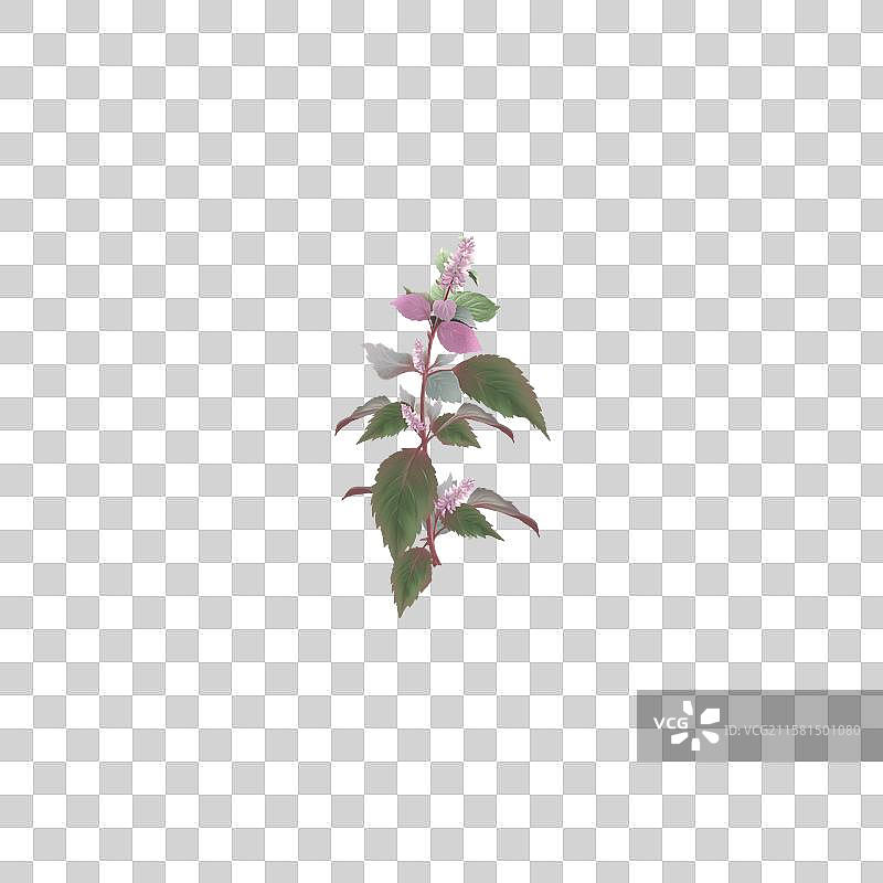 中草药插画本草纲目之紫苏图片素材