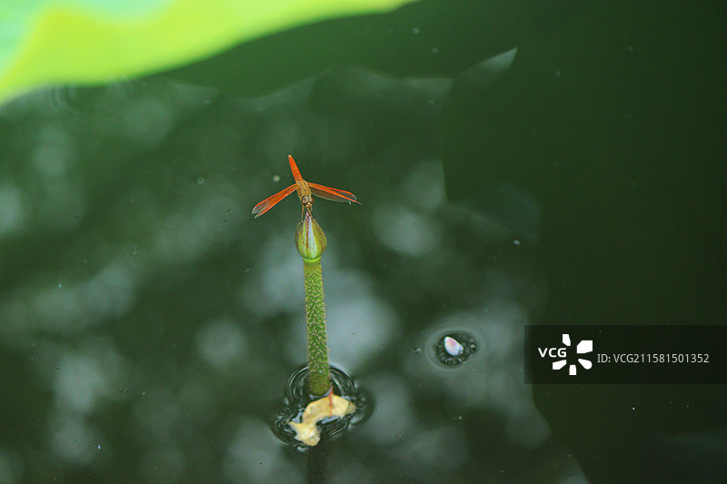 艳红蜻蜓静立池畔青草尖，薄翼轻颤，与粼粼波光相映成趣。图片素材