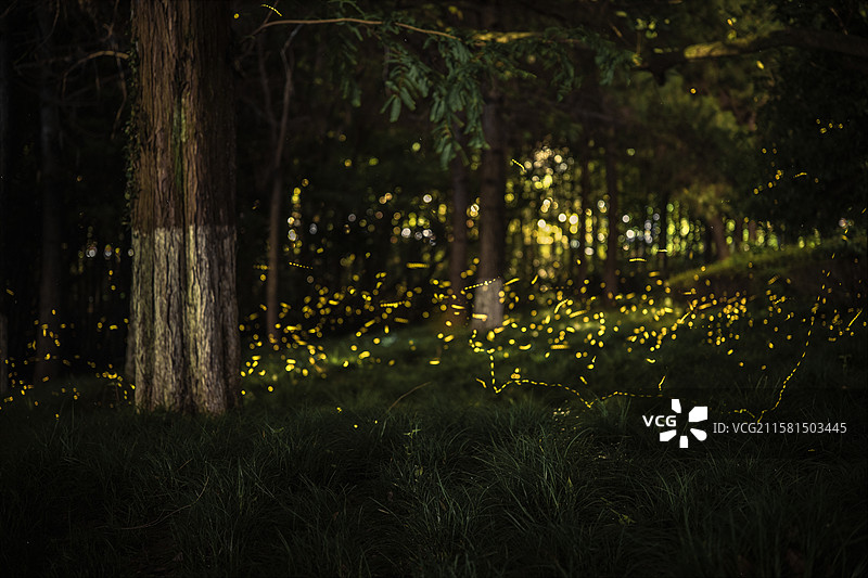 宁波东钱湖萤火虫图片素材