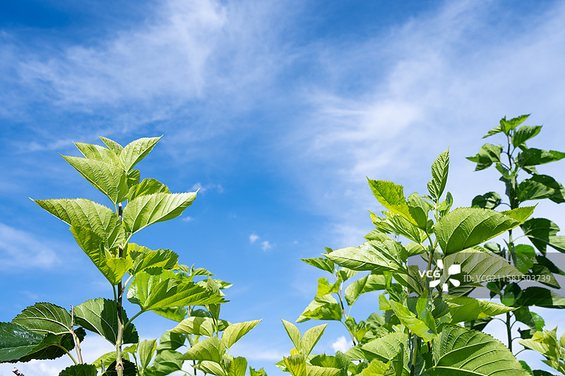 桑田桑园桑树桑叶蓝天下的桑叶图片素材