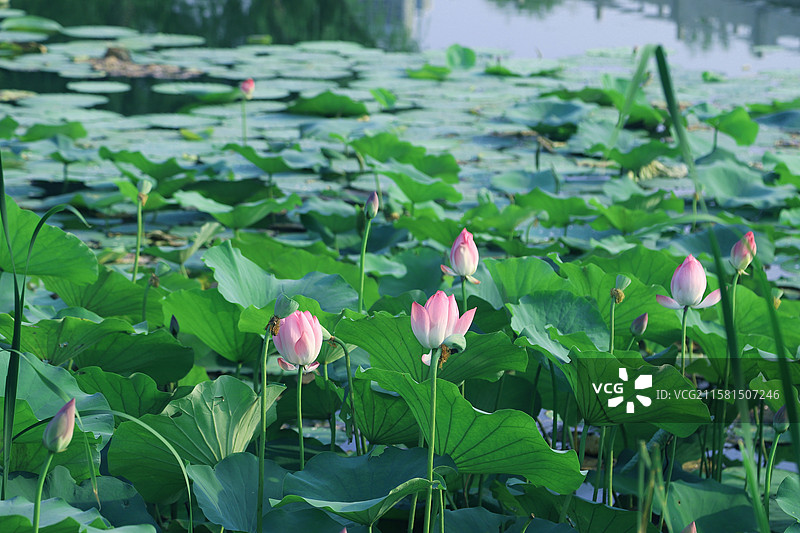 成片的荷花在池塘里盛开，莫奈风格意境，青绿色调图片素材