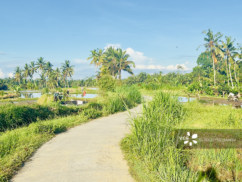 巴厘岛乌布田园风光图片素材