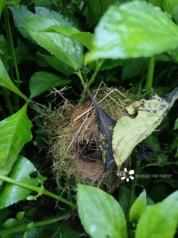 板蓝根地的鸟窝图片素材