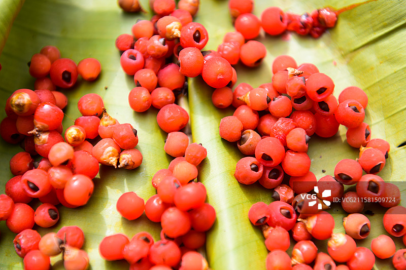 红豆杉果实图片素材