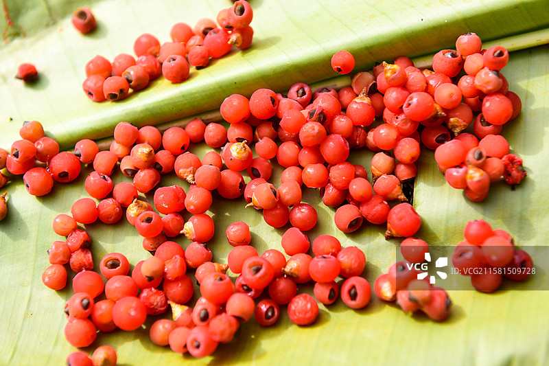 红豆杉果实图片素材