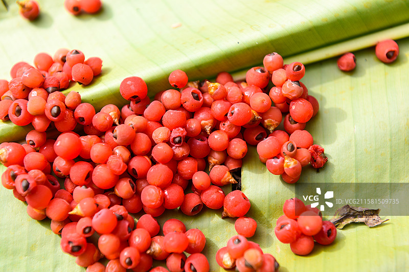 红豆杉果实图片素材