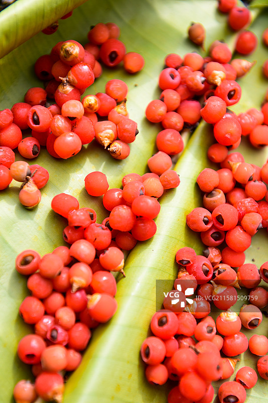 红豆杉果实图片素材