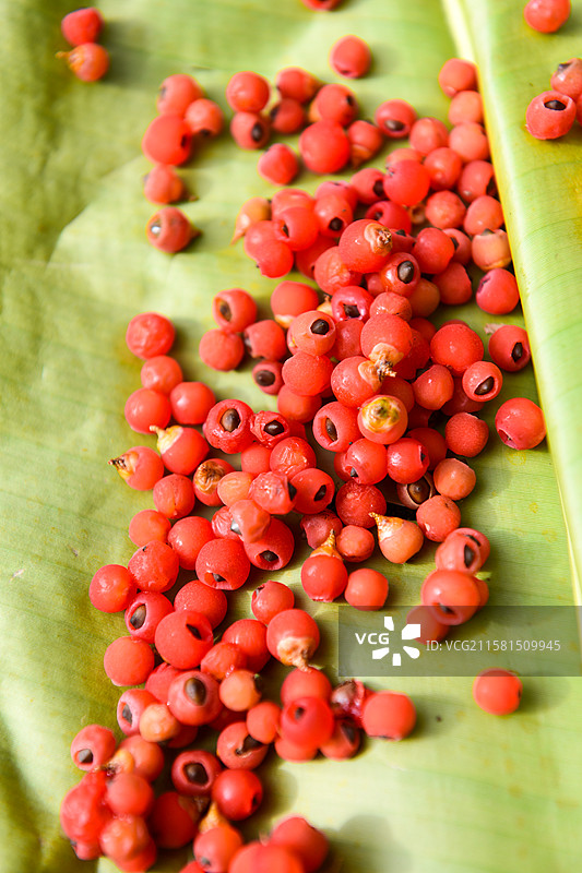 红豆杉果实图片素材