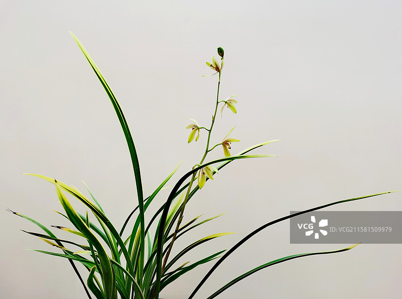 兰花、春兰、中国兰（中国传统名花、花卉壁纸、植物学）图片素材