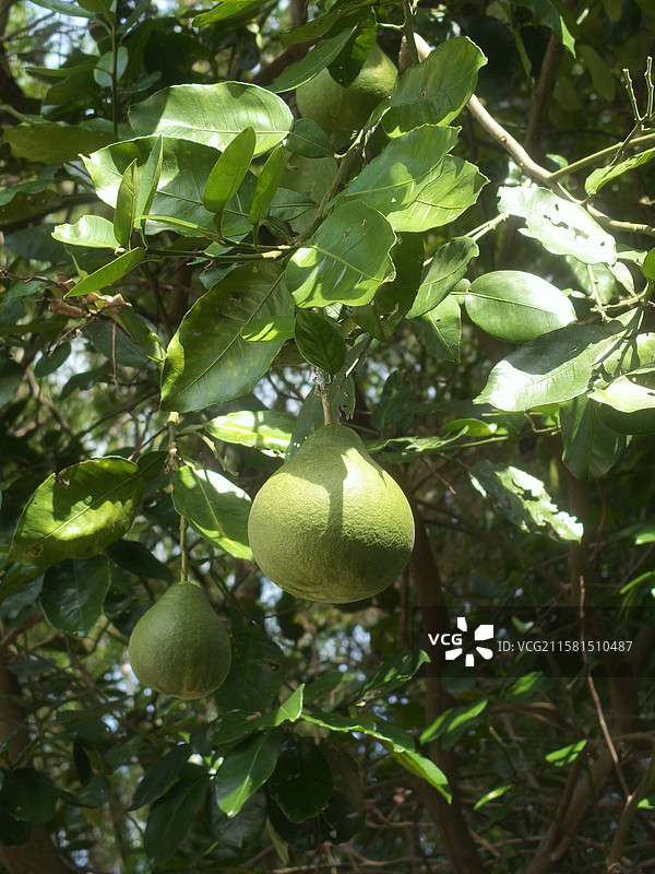 树上未成熟的柚子图片素材