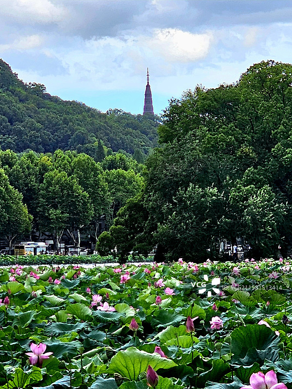 莲叶田田接古塔--杭州孤山公园一隅图片素材