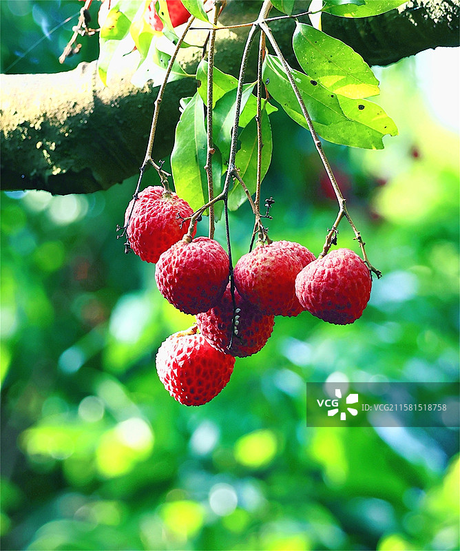 六颗荔枝图片素材