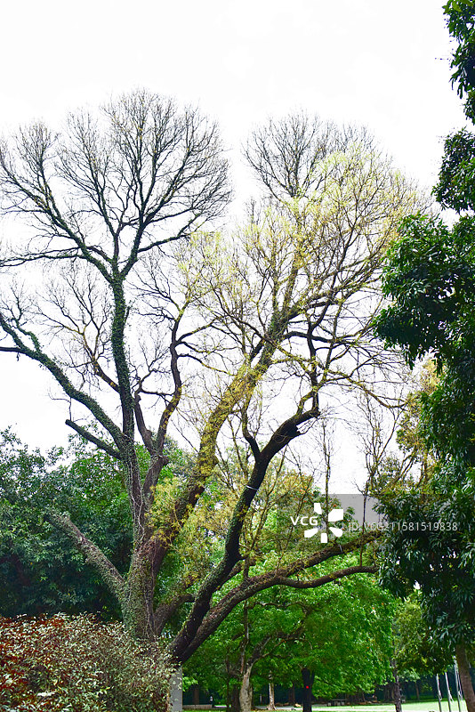 南方珍稀园林绿化植物-Swietenia mahagoni 桃花心木图片素材