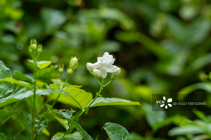 花田，洁白的茉莉花挂着小水珠，显得分外美丽图片素材