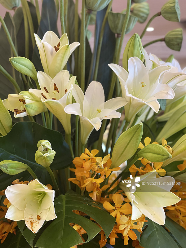 百合花图片素材