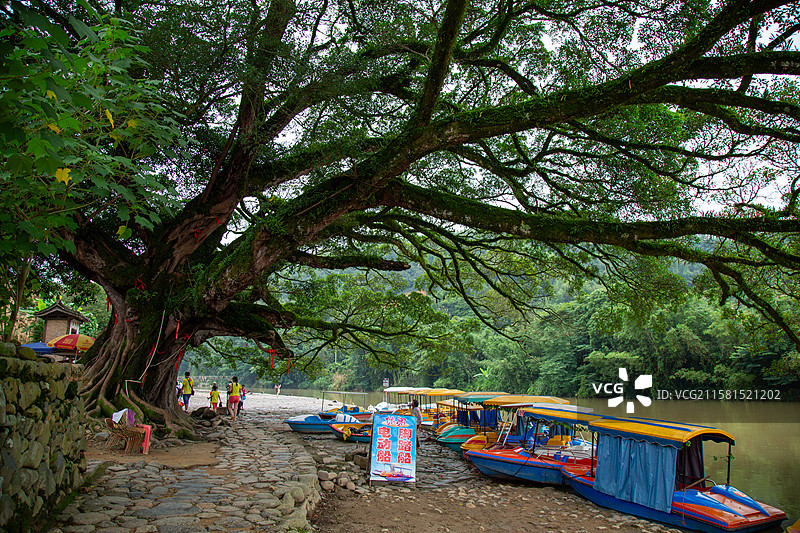 古树下的码头与彩色小船图片素材