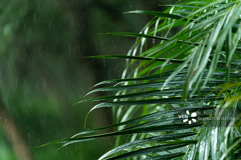雨季开始图片素材