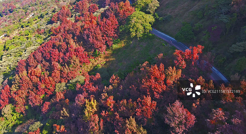 石门国家森林公园赏红叶（枫树、山乌桕、槭树）图片素材