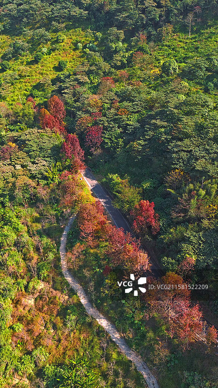 石门国家森林公园赏红叶（枫树、山乌桕、槭树）图片素材
