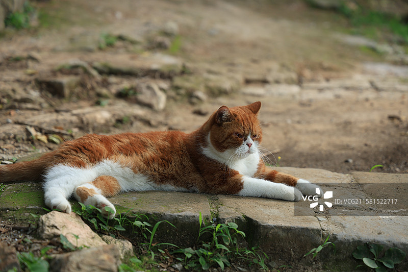 一只橘猫图片素材