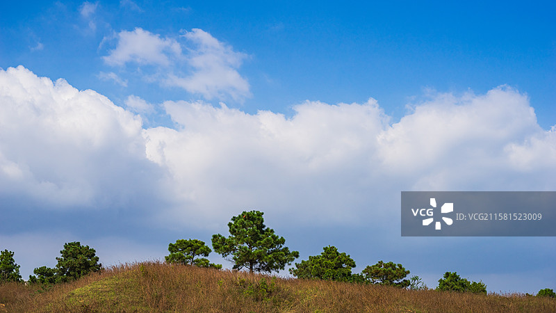 蓝天下树木的低角度视图图片素材