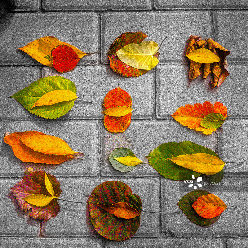 自然魔法，落叶以一种随机序列，形成自己的性格图片素材