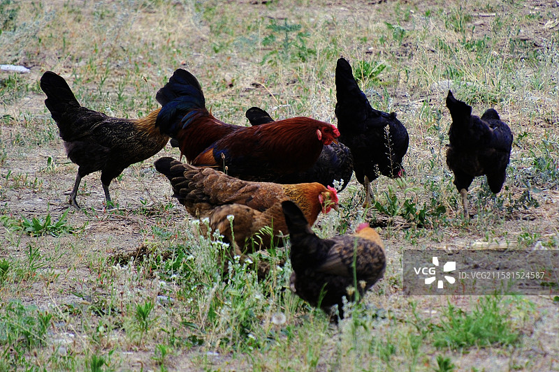 夏日新疆伊犁巩留县吉尔格朗乡清晨散养的草地鸡图片素材
