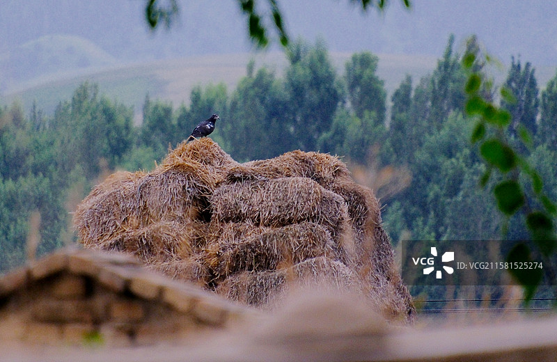 夏日新疆伊犁巩留县吉尔格朗乡清晨小吉尔尕郎河畔风景图片素材