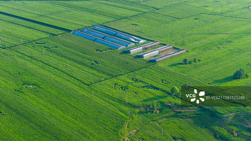 绿色农田里的农业大棚图片素材