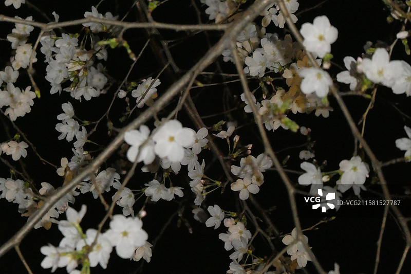 江苏旅游南京文旅珍珠河夜游观赏盛开的樱花多视角组图素材图片素材