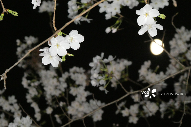 江苏旅游南京文旅珍珠河夜游观赏盛开的樱花多视角组图素材图片素材