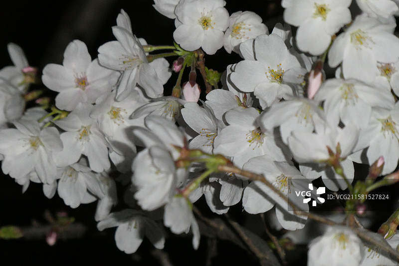 江苏旅游南京文旅珍珠河夜游观赏盛开的樱花多视角组图素材图片素材