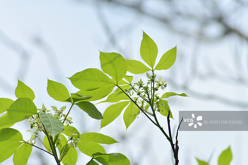 南方珍稀园林绿化树种-Crateva religiosa 鱼木图片素材