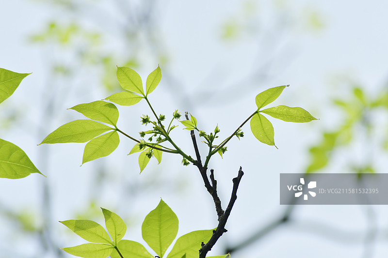 南方珍稀园林绿化树种-Crateva religiosa 鱼木图片素材