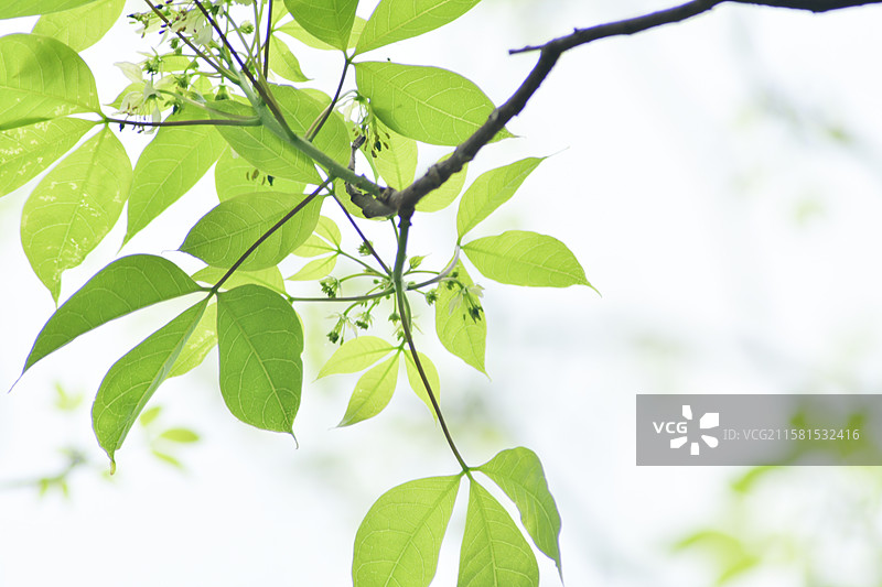 南方珍稀园林绿化树种-Crateva religiosa 鱼木图片素材