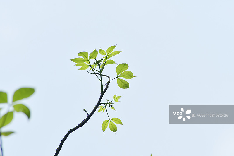 南方珍稀园林绿化树种-Crateva religiosa 鱼木图片素材