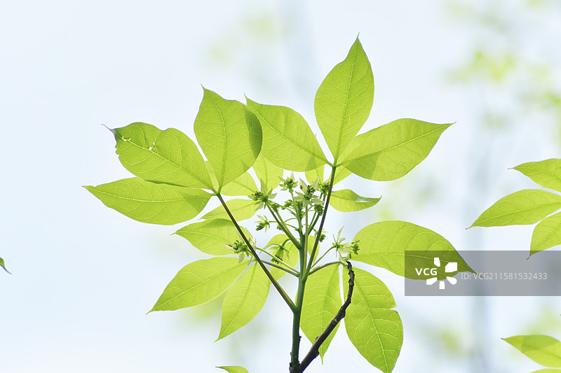 南方珍稀园林绿化树种-Crateva religiosa 鱼木图片素材