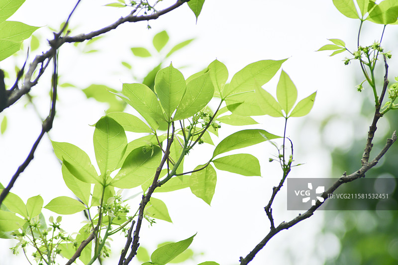 南方珍稀园林绿化树种-Crateva religiosa 鱼木图片素材