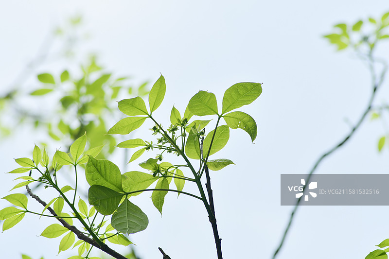 南方珍稀园林绿化树种-Crateva religiosa 鱼木图片素材