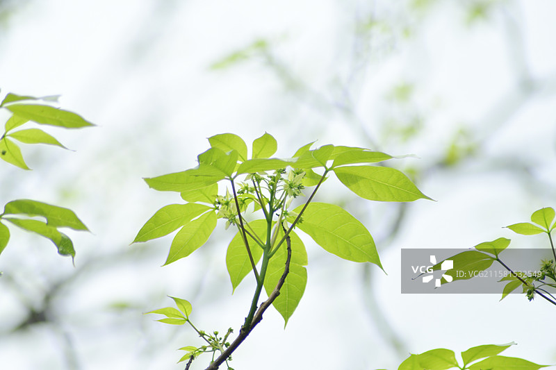 南方珍稀园林绿化树种-Crateva religiosa 鱼木图片素材